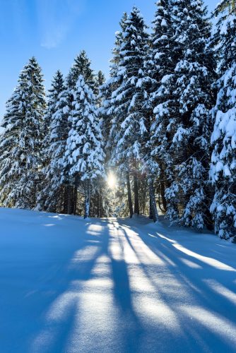 pexels-crossrunner32-34977674