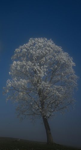 pexels-crossrunner32-35403434