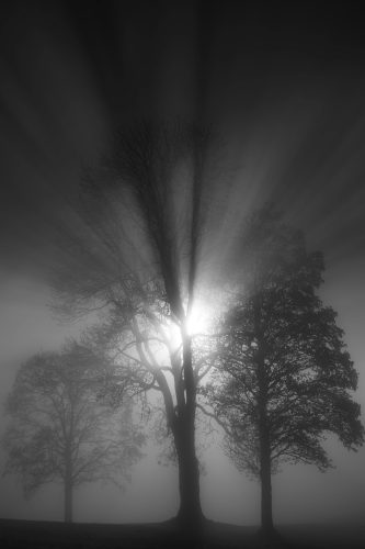 pexels-crossrunner32-35446511